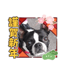 Teddy Stanp バラエティパック（個別スタンプ：5）