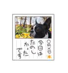 Teddy Stanp バラエティパック（個別スタンプ：18）