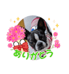 Teddy Stanp バラエティパック（個別スタンプ：21）