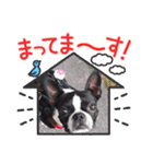 Teddy Stanp バラエティパック（個別スタンプ：23）