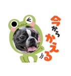 Teddy Stanp バラエティパック（個別スタンプ：25）