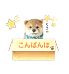 ko-ko羊毛フェルトの柴犬ワンコ 2（個別スタンプ：9）