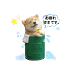 ko-ko羊毛フェルトの柴犬ワンコ 2（個別スタンプ：14）