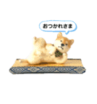 ko-ko羊毛フェルトの柴犬ワンコ 2（個別スタンプ：15）