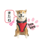 ko-ko羊毛フェルトの柴犬ワンコ 2（個別スタンプ：19）