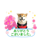 ko-ko羊毛フェルトの柴犬ワンコ 2（個別スタンプ：23）