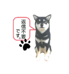 ko-ko羊毛フェルトの柴犬ワンコ 2（個別スタンプ：30）