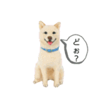 ko-ko羊毛フェルトの柴犬ワンコ 2（個別スタンプ：40）