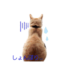 茶トラのちゃくん2番（個別スタンプ：3）