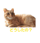 茶トラのちゃくん2番（個別スタンプ：4）
