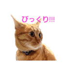 茶トラのちゃくん2番（個別スタンプ：5）