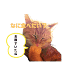 茶トラのちゃくん2番（個別スタンプ：9）
