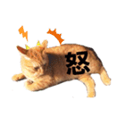 茶トラのちゃくん2番（個別スタンプ：11）