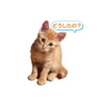 茶トラのちゃくん2番（個別スタンプ：14）