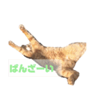 茶トラのちゃくん2番（個別スタンプ：16）