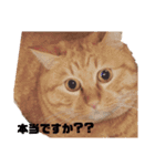 茶トラのちゃくん2番（個別スタンプ：18）