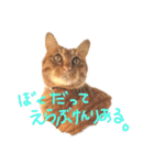 茶トラのちゃくん2番（個別スタンプ：19）