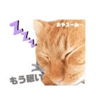 茶トラのちゃくん2番（個別スタンプ：21）