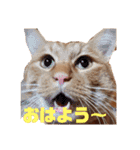 茶トラのちゃくん2番（個別スタンプ：24）