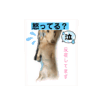 便利なモカくんスタンプ2（個別スタンプ：3）