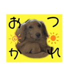 便利なモカくんスタンプ2（個別スタンプ：11）