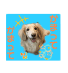 便利なモカくんスタンプ2（個別スタンプ：12）