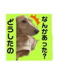 便利なモカくんスタンプ2（個別スタンプ：17）