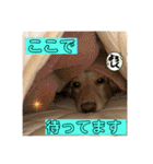 便利なモカくんスタンプ2（個別スタンプ：21）