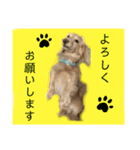 便利なモカくんスタンプ2（個別スタンプ：22）
