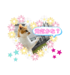 キュートな茶白猫☆きなこちゃん☆（個別スタンプ：1）