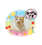 キュートな茶白猫☆きなこちゃん☆（個別スタンプ：3）