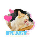 キュートな茶白猫☆きなこちゃん☆（個別スタンプ：4）