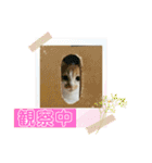 キュートな茶白猫☆きなこちゃん☆（個別スタンプ：5）