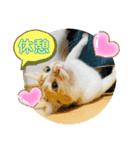 キュートな茶白猫☆きなこちゃん☆（個別スタンプ：7）
