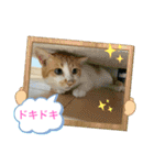 キュートな茶白猫☆きなこちゃん☆（個別スタンプ：10）