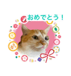 キュートな茶白猫☆きなこちゃん☆（個別スタンプ：11）