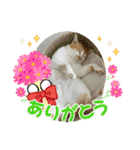 キュートな茶白猫☆きなこちゃん☆（個別スタンプ：13）