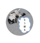 リディムスタンプ2（個別スタンプ：3）