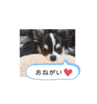 リディムスタンプ2（個別スタンプ：31）