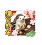 羊毛フェルトの動物のクリスマスとお正月（個別スタンプ：15）