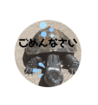 チロ＆マロの亀スタンプ第二段（個別スタンプ：5）
