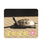 チロ＆マロの亀スタンプ第二段（個別スタンプ：9）