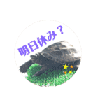チロ＆マロの亀スタンプ第二段（個別スタンプ：16）