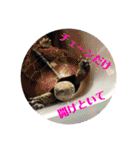 チロ＆マロの亀スタンプ第二段（個別スタンプ：17）