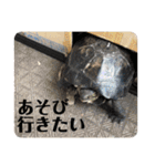 チロ＆マロの亀スタンプ第二段（個別スタンプ：20）