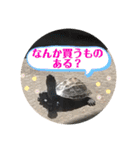 チロ＆マロの亀スタンプ第二段（個別スタンプ：21）