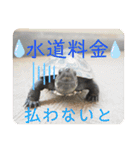 チロ＆マロの亀スタンプ第二段（個別スタンプ：22）