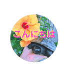 チロ＆マロの亀スタンプ第二段（個別スタンプ：23）