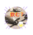 チロ＆マロの亀スタンプ第二段（個別スタンプ：25）