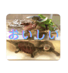 チロ＆マロの亀スタンプ第二段（個別スタンプ：26）